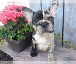 Puppy Jax Faux Frenchbo Bulldog