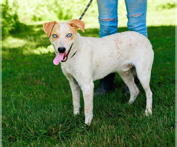 Medium Photo #2 Red Heeler-Unknown Mix Puppy For Sale in Sparta, TN, USA