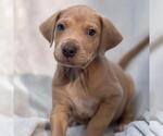Small #12 Labrador Retriever Mix