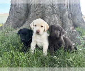 Labrador Retriever Puppy for Sale in LEWISTON, Idaho USA