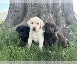 Small Labrador Retriever