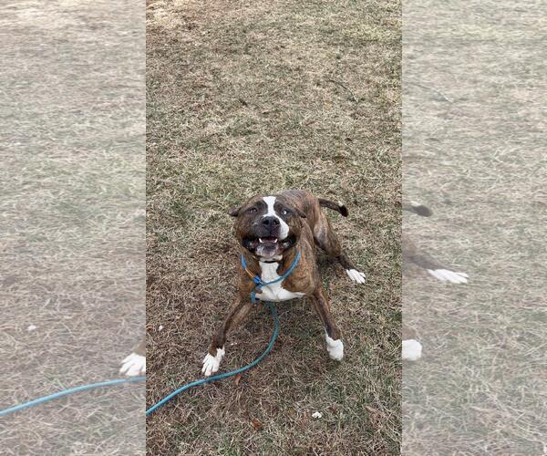 Medium Photo #2 American Staffordshire Terrier-Unknown Mix Puppy For Sale in Front Royal, VA, USA