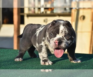 Mother of the American Bully puppies born on 11/09/2022