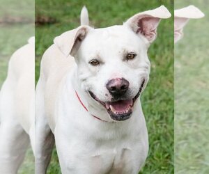 American Bulldog-Labrador Retriever Mix Dogs for adoption in Miami, FL, USA