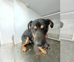 Medium Rottweiler