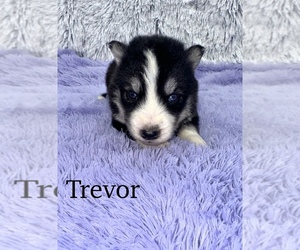 Siberian Husky Puppy for sale in SANDY HOOK, KY, USA