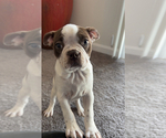 Small Photo #2 Boston Terrier Puppy For Sale in PARAGON, IN, USA