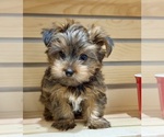 Small #13 Morkie