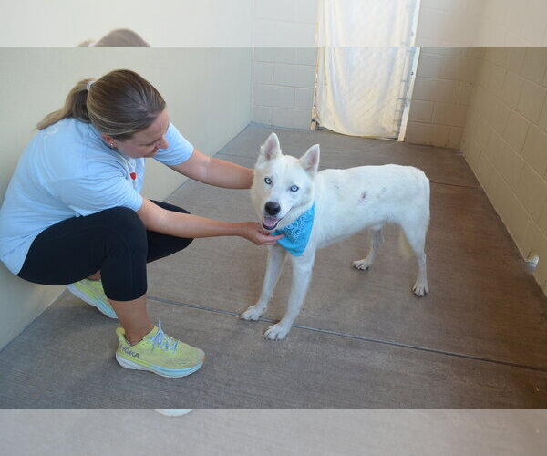 Medium Photo #1 Siberian Husky-Unknown Mix Puppy For Sale in McKinney, TX, USA