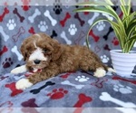 Small #6 Cavapoo (Miniature)