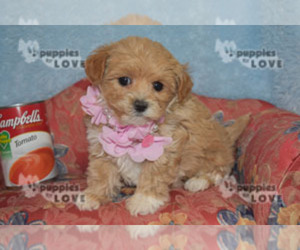 Maltipoo Puppy for sale in SANGER, TX, USA