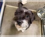 Small Maltipoo (Miniature)