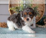 Small Photo #4 Poodle (Miniature) Puppy For Sale in WOLCOTTVILLE, IN, USA