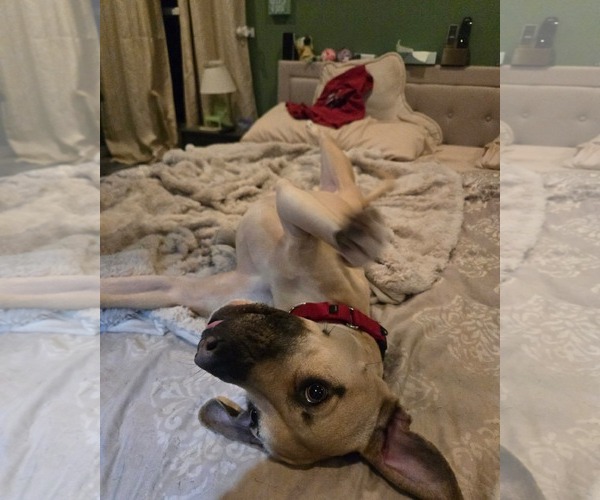 Medium Photo #8 Black Mouth Cur-Labrador Retriever Mix Puppy For Sale in Rockaway, NJ, USA