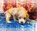 Small Photo #8 Cockapoo Puppy For Sale in WAKARUSA, IN, USA