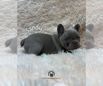 Small #3 French Bulldog
