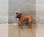 Small Boxer