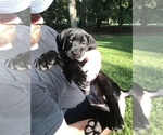 Small Photo #10 Labrador Retriever Puppy For Sale in WACO, GA, USA