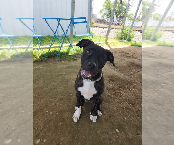 Medium Photo #2 American Pit Bull Terrier Puppy For Sale in Evansville, IN, USA