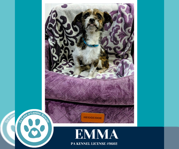 Medium Photo #3 Mutt Puppy For Sale in Kimberton, PA, USA