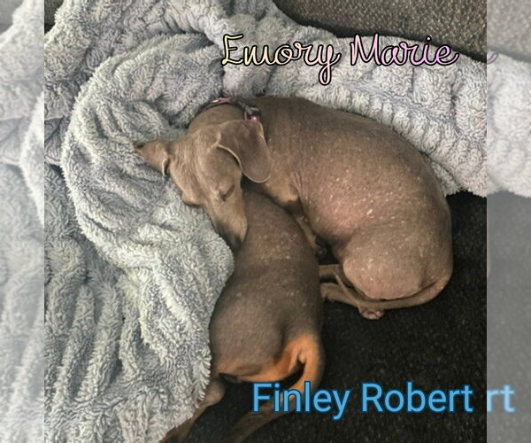 Medium Photo #14 Dachshund Puppy For Sale in San Antonio, TX, USA