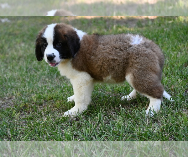 Medium Photo #7 Saint Bernard Puppy For Sale in AVALON, MO, USA