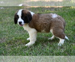 Small Photo #7 Saint Bernard Puppy For Sale in AVALON, MO, USA