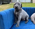 Puppy Blue boy 3 Weimaraner