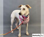 Small #2 Jack Russell Terrier Mix