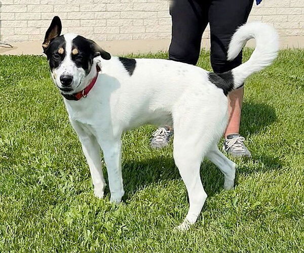 Medium Photo #4 Huskies -Unknown Mix Puppy For Sale in Genesee, WI, USA