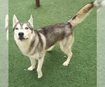 Small #2 Huskies  Mix