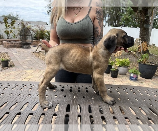 Medium Photo #12 Cane Corso Puppy For Sale in LAND O LAKES, FL, USA
