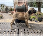 Small Photo #12 Cane Corso Puppy For Sale in LAND O LAKES, FL, USA