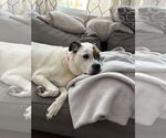 Small #6 Boxer Mix