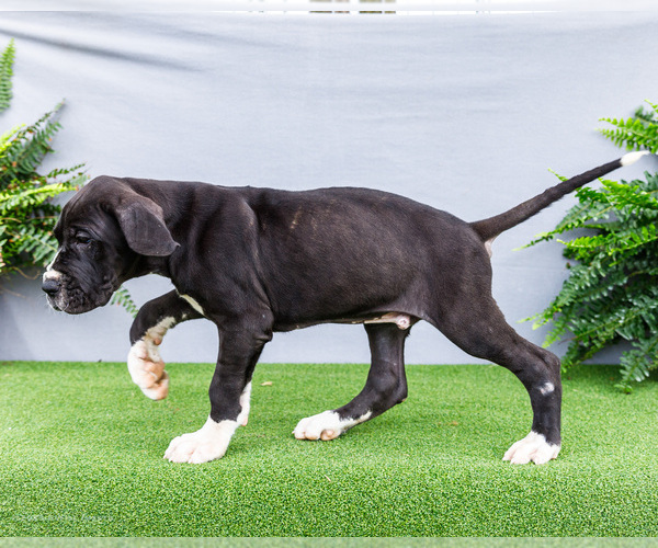 Medium Photo #17 Great Dane Puppy For Sale in WAKARUSA, IN, USA