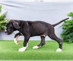 Small #7 Great Dane