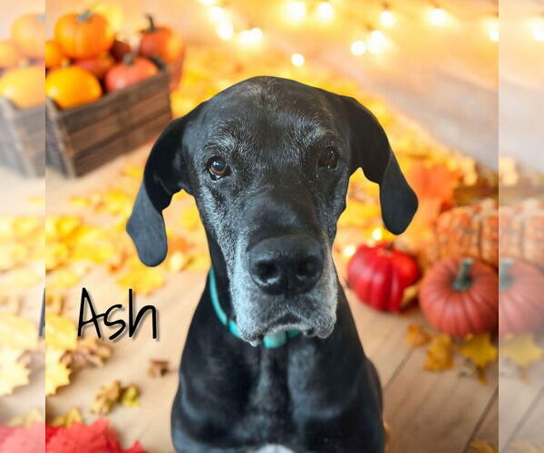 Medium Photo #7 Great Dane Puppy For Sale in Bullard, TX, USA
