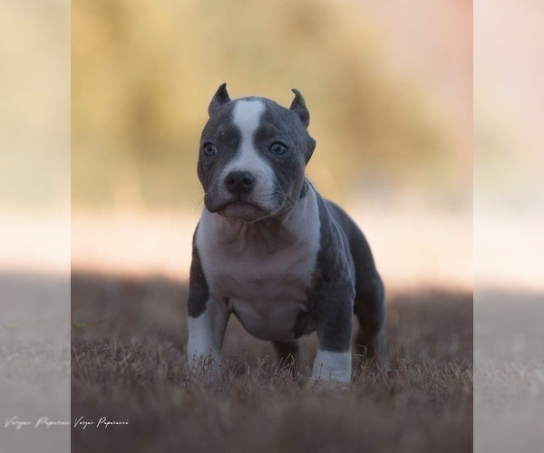 Medium Photo #5 American Bully Puppy For Sale in BAKERSFIELD, CA, USA