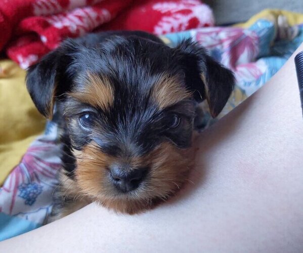 Medium Photo #4 Yorkshire Terrier Puppy For Sale in EAST LAYTON, UT, USA