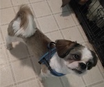 Puppy Thing 2 Shih Tzu