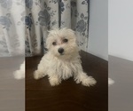 Small #13 Maltese