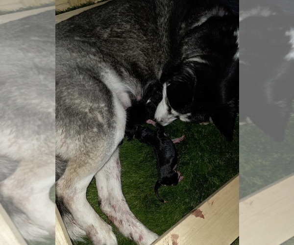 Medium Photo #44 Siberian Husky Puppy For Sale in ALTON, IL, USA