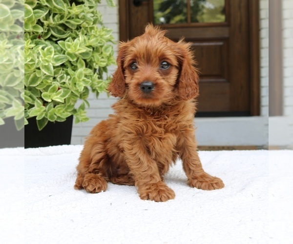 Medium Photo #3 Cavapoo (Miniature) Puppy For Sale in NARVON, PA, USA