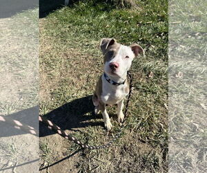 Mutt Dogs for adoption in Germantown, OH, USA