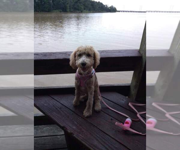 Medium Photo #1 Poodle (Standard) Puppy For Sale in EDGEWOOD, MD, USA