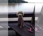 Small Photo #1 Poodle (Standard) Puppy For Sale in EDGEWOOD, MD, USA