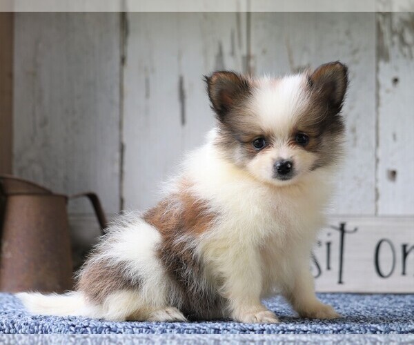 Medium Photo #3 Pomeranian Puppy For Sale in FREDERICKSBG, OH, USA
