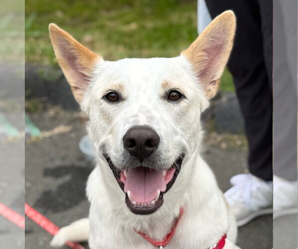 Medium Photo #19 Mutt Puppy For Sale in Canton, CT, USA