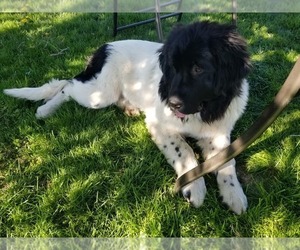 Newfoundland Puppy for sale in SOUTH BEND, IN, USA