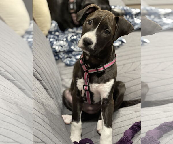 Medium Photo #4 American Pit Bull Terrier-Unknown Mix Puppy For Sale in Hillsboro, MO, USA